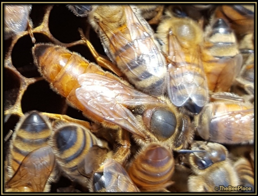 Nuc Of Bees Image 2