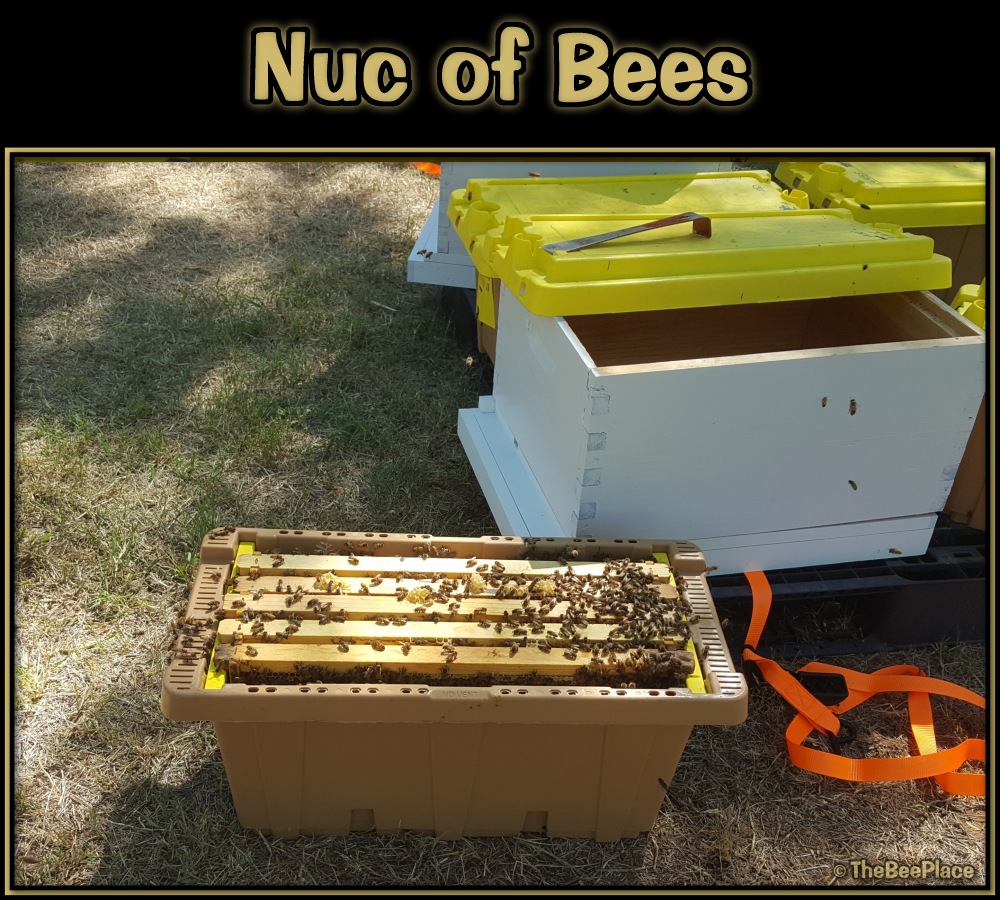 Nuc Of Bees Image 3