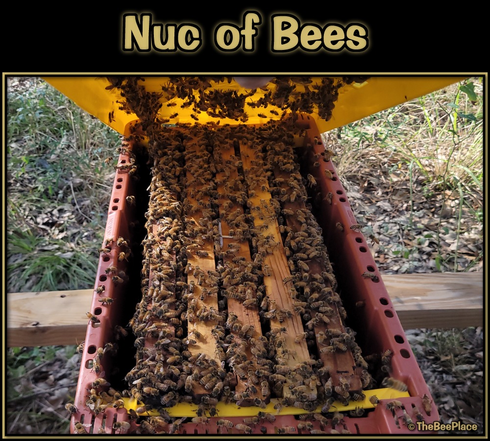 Nuc Of Bees Image 4