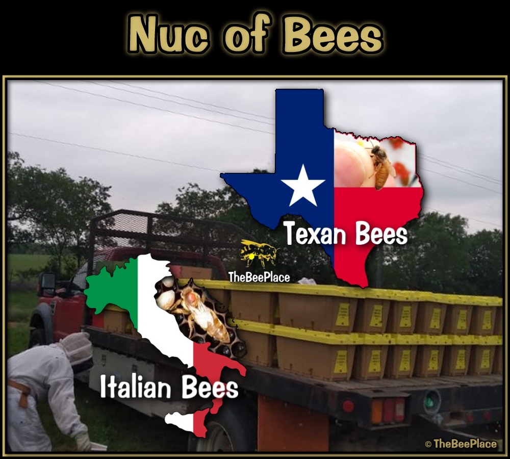Nuc Of Bees Image 8