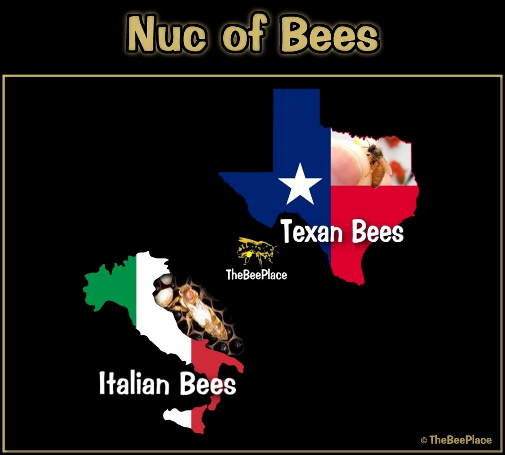 Nuc Of Bees Image 9