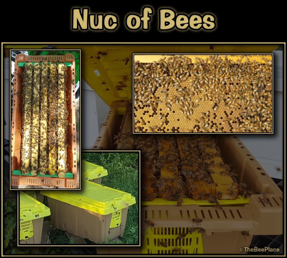Nuc Of Bees Image 10