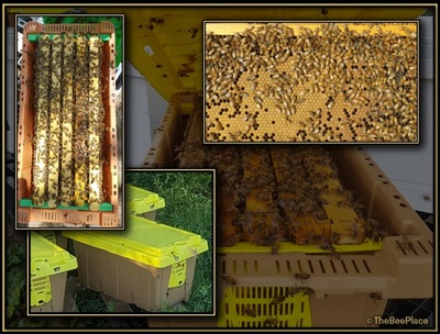 Nuc Of Bees
