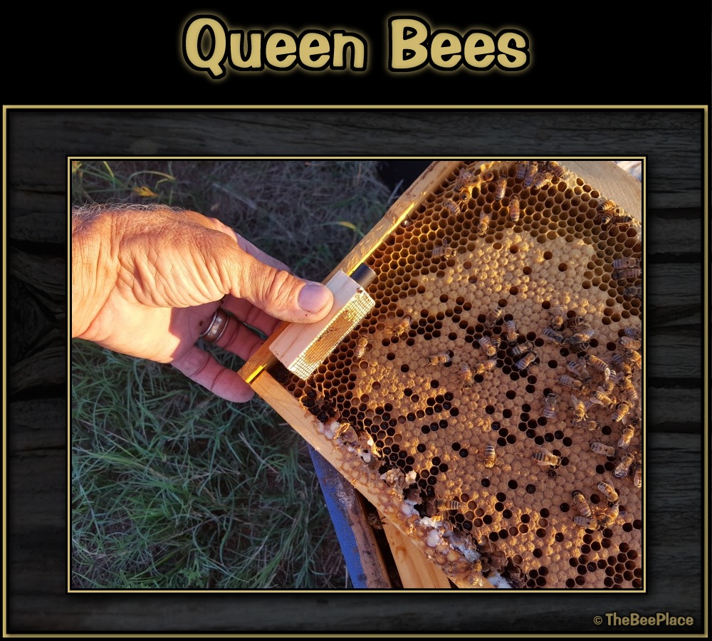 Queen Bees Image 3