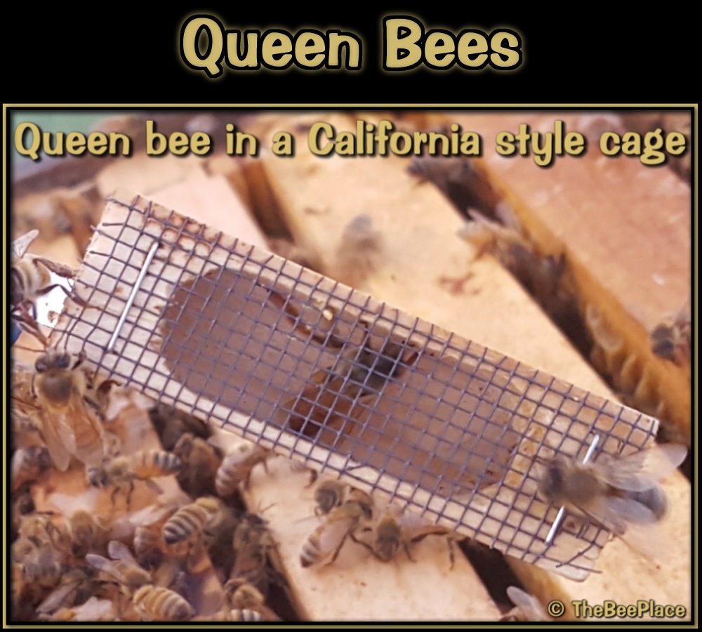 Queen Bees Image 4