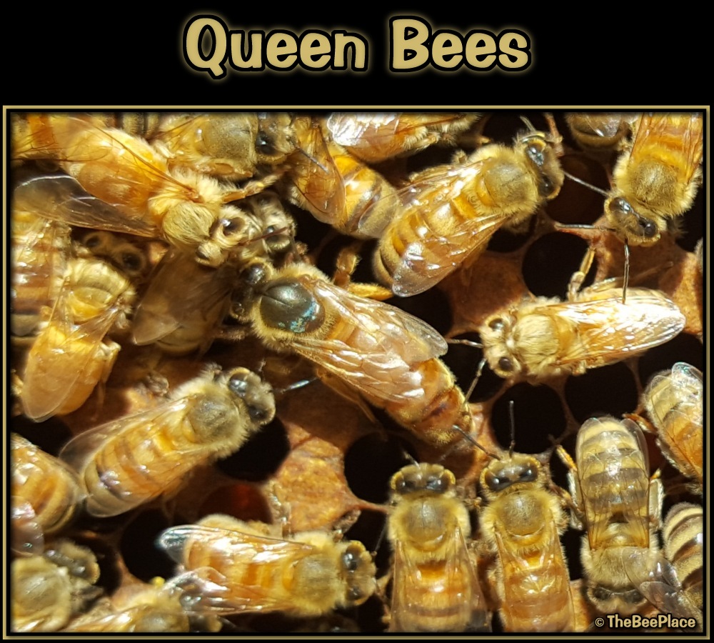 Queen Bees Image 5