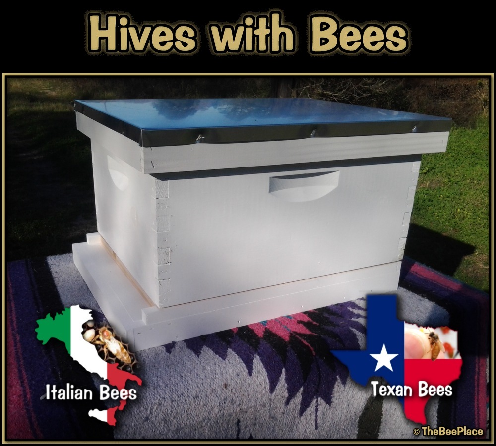 Single Deep Hives Image 6