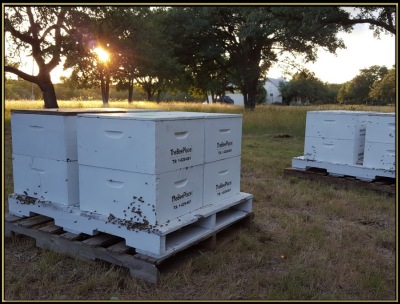 Tax Bees Starter Sets