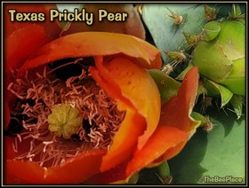 Wildflowers Image 10