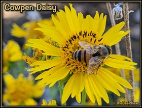 Wildflowers Image 22