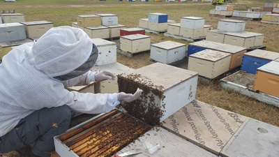 Bees Working Image 9