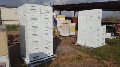 Bees Working Image 12