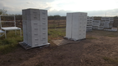 Bees Working Image 13