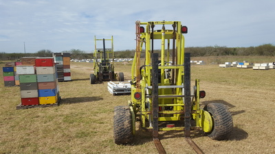 Bees Working Image 14