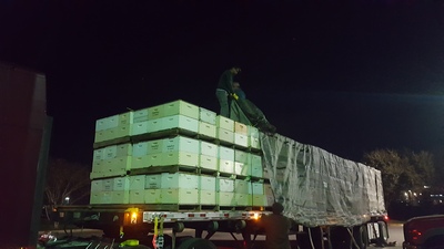 Bees Working Image 21