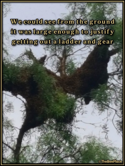 July Fourth Swarm Image 5