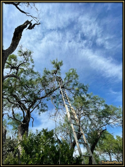 July Fourth Swarm Image 6