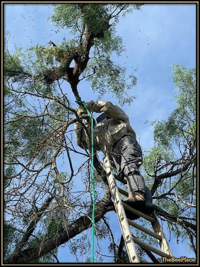 July Fourth Swarm Image 9