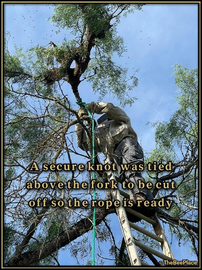 July Fourth Swarm Image 10