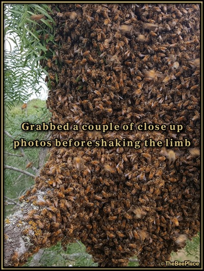 July Fourth Swarm Image 12