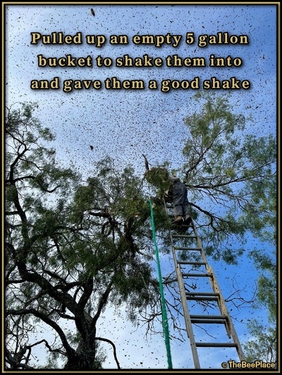 July Fourth Swarm Image 16