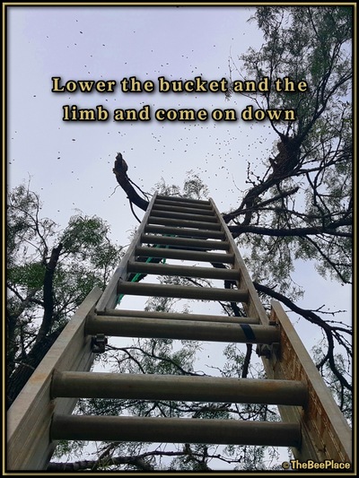 July Fourth Swarm Image 18