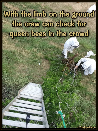 July Fourth Swarm Image 19