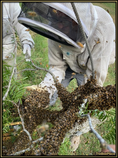 July Fourth Swarm Image 21