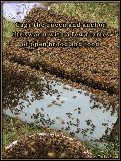 July Fourth Swarm Image 25