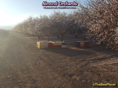 Almond Pollination Image 6