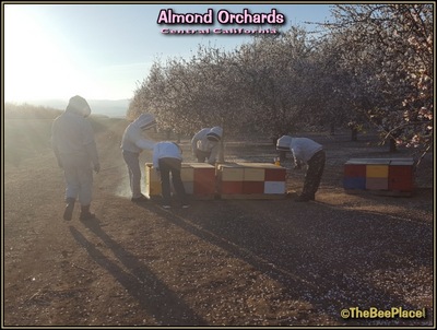 Almond Pollination Image 7