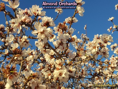 Almond Pollination Image 9