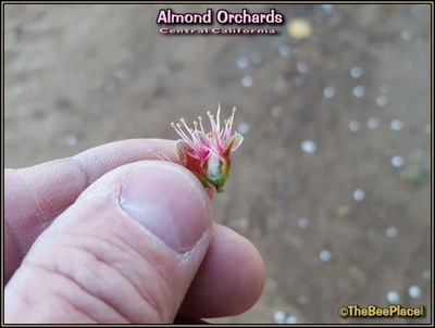 Almond Pollination Image 12