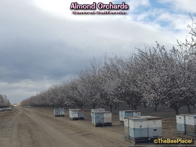 Almond Pollination Image 14