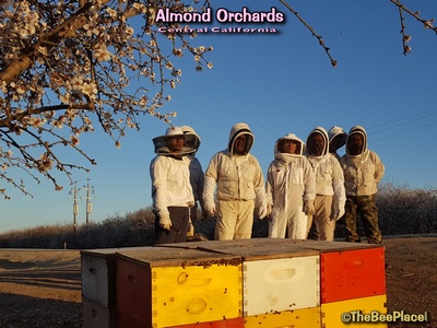 Almond Pollination Image 19