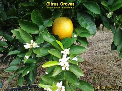Citrus Groves Image 5