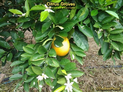Citrus Groves Image 6