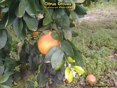 Citrus Groves Image 7