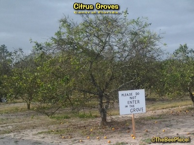 Citrus Groves Image 8