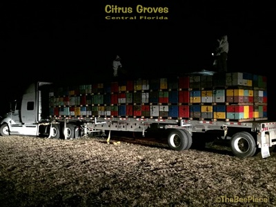 Citrus Groves Image 17