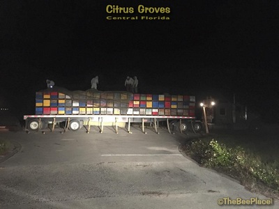 Citrus Groves Image 18