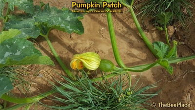 Pumpkin Patch Image 9