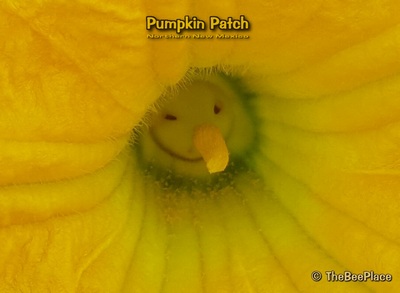 Pumpkin Patch Image 15