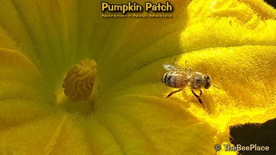 Pumpkin Patch Image 18