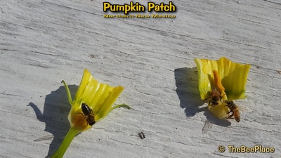 Pumpkin Patch Image 19