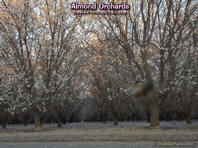 Almond Pollination Image 3