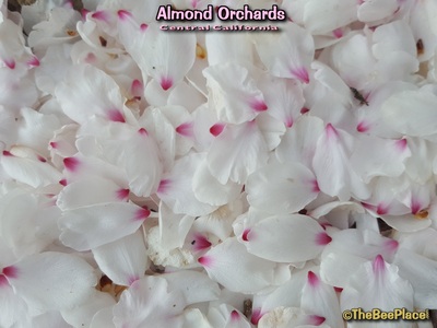 Almond Pollination Image 16