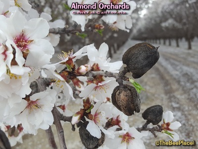 Almond Pollination Image 18