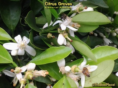 Citrus Groves Image 3