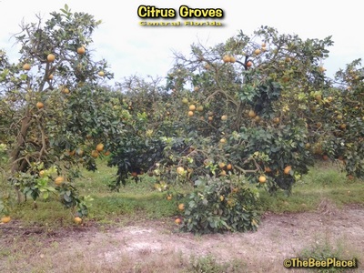 Citrus Groves Image 15